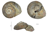 Nummocalcar dentalum